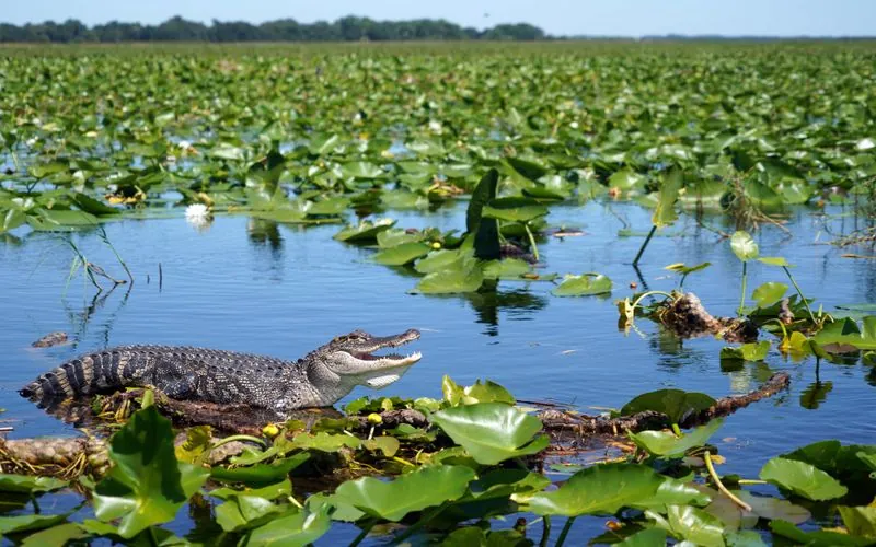 Airboat speeding across Florida wetlands