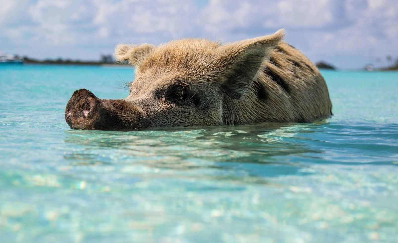 Crystal clear turquoise water in the Bahamas, departure point for the swimming pigs excursion