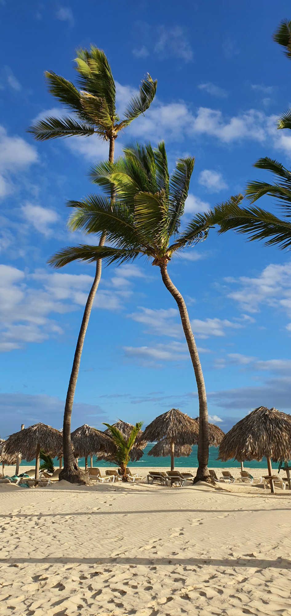 Punta Cana beach with palm trees and thatched umbrellas
